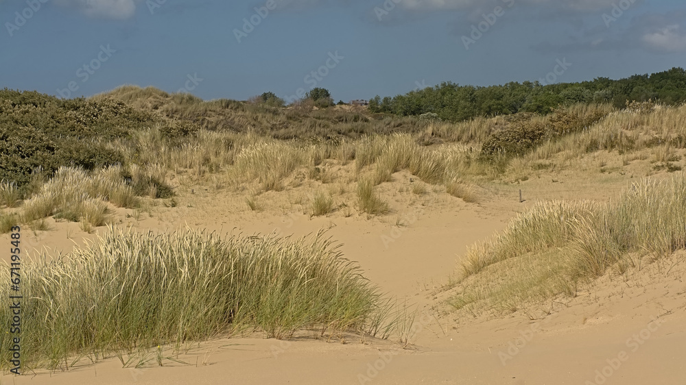 Dunes with grass and shrubs on a sunny day under a blue sky in De Westhoek nature reserve, De Panne, Flanders, Belgium Dunes with grass and shrubs on a sunny day under a blue sky in De Westhoek nature reserve, De Panne, Flanders, Belgium