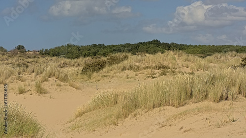 Sunnydunes with trees and shrubs of `De Westhoek` nature reserve on a suny summer day , De Panne, Belgium