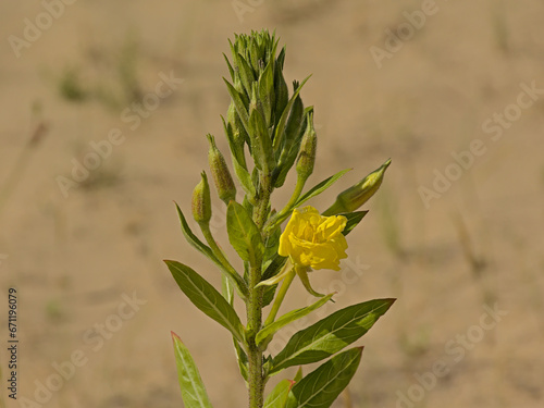 Northern evening primrose flower in the dunes - Oenothera biennis photo