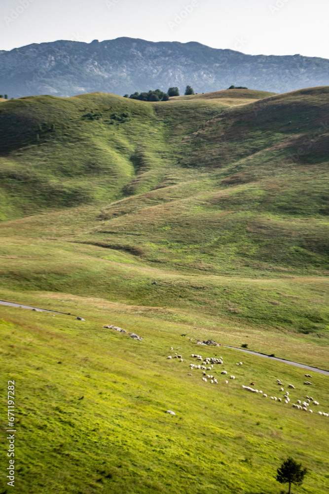 Montenegro, Europe, Durmitor, sheeps