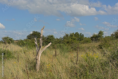 Dunes with grass and shrubs on a sunny day under a blue sky in De Westhoek nature reserve, De Panne, Flanders, Belgium