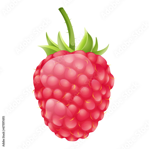 Raspberry vector graphics on white background