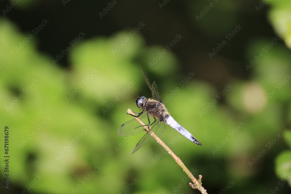 Libelle (Odonata) Libelle (Odonata)