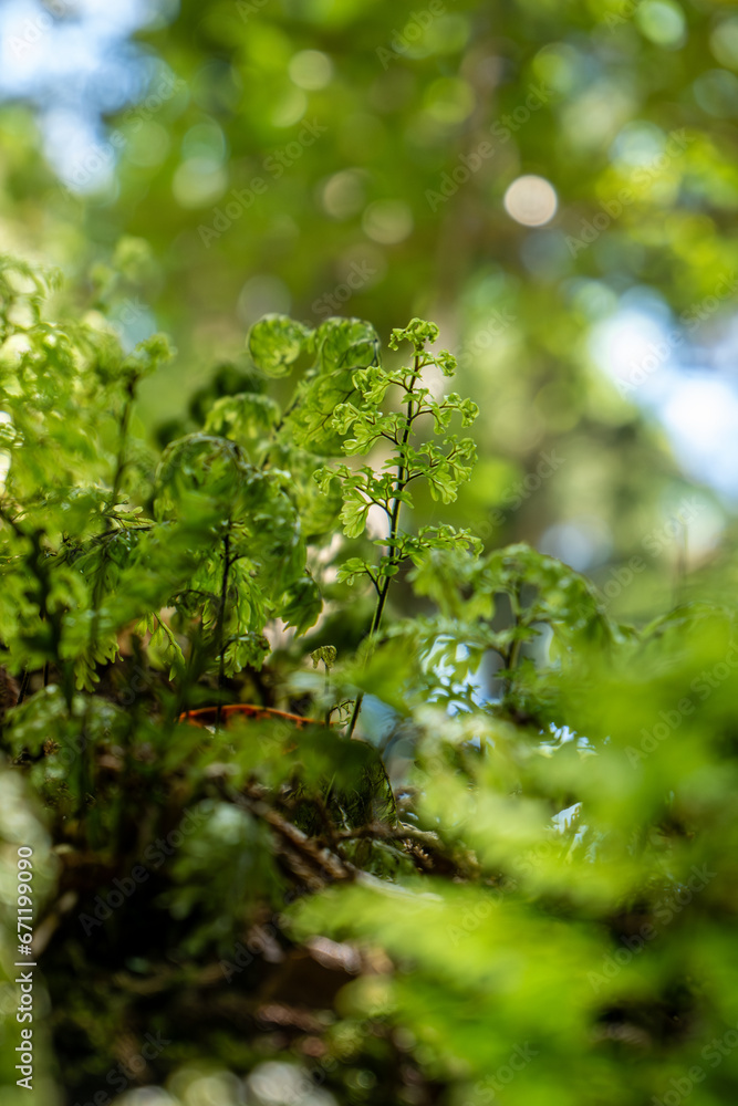 Focussed plants and defocussed background in forest at Ulva Island, New Zealand Focussed plants and defocussed background in forest at Ulva Island, New Zealand