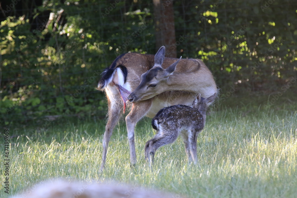 Reh (Capreolus capreolus)