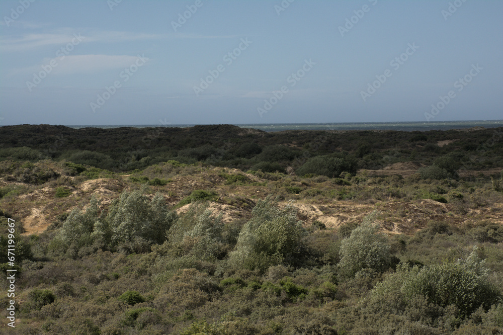 the dunes of `De Westhoek` nature reserve, De Panne, Belgium