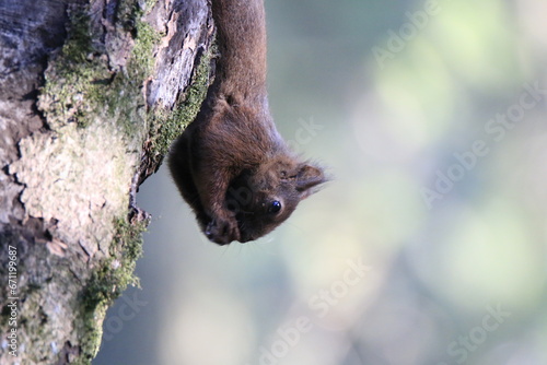 Eichhörnchen (Sciurus)