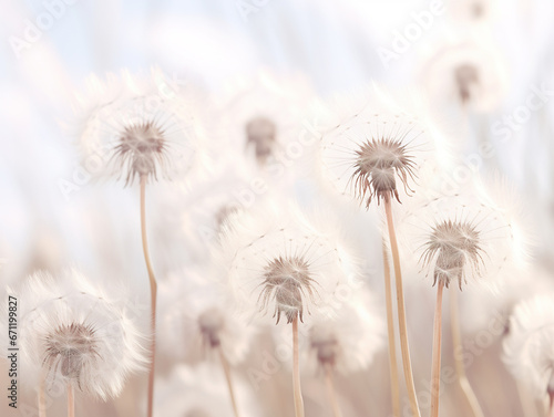 Dandelions in the field