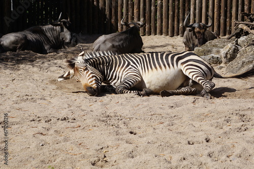 Nahaufnahme Zebra w  lzt sich im Sand auf dem R  cken