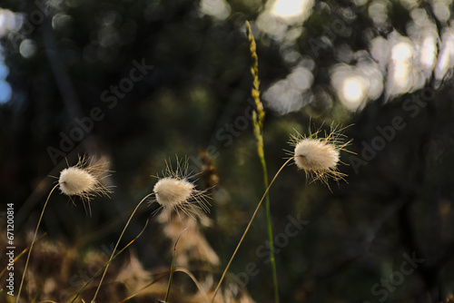 Hare s tail grass - Lagurus ovatus