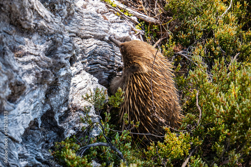 Cute little Echidna looking for food at Cradle Mountain-Lake St Clair National Park