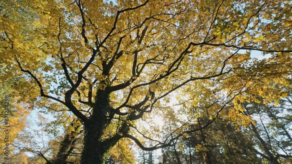 A tall tree with yellow leaves in autumn A tall tree with yellow leaves in autumn