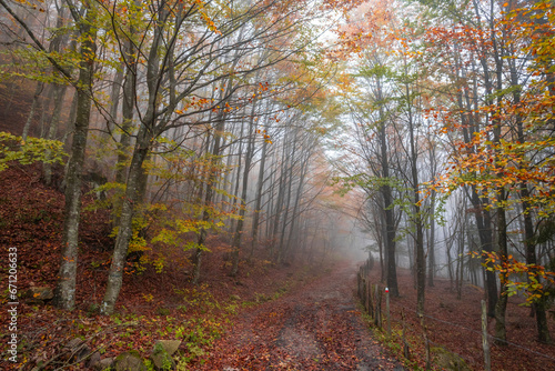 Fall foliage in Italian appenines.