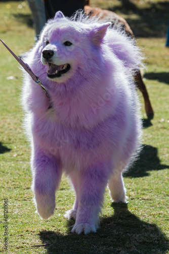 Big dog has white fur dyed pink for costume contest