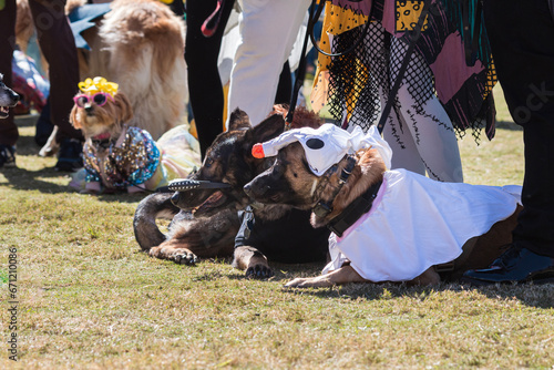 Dogs wearing costumes lay on grass at Atlanta Halloween contest
