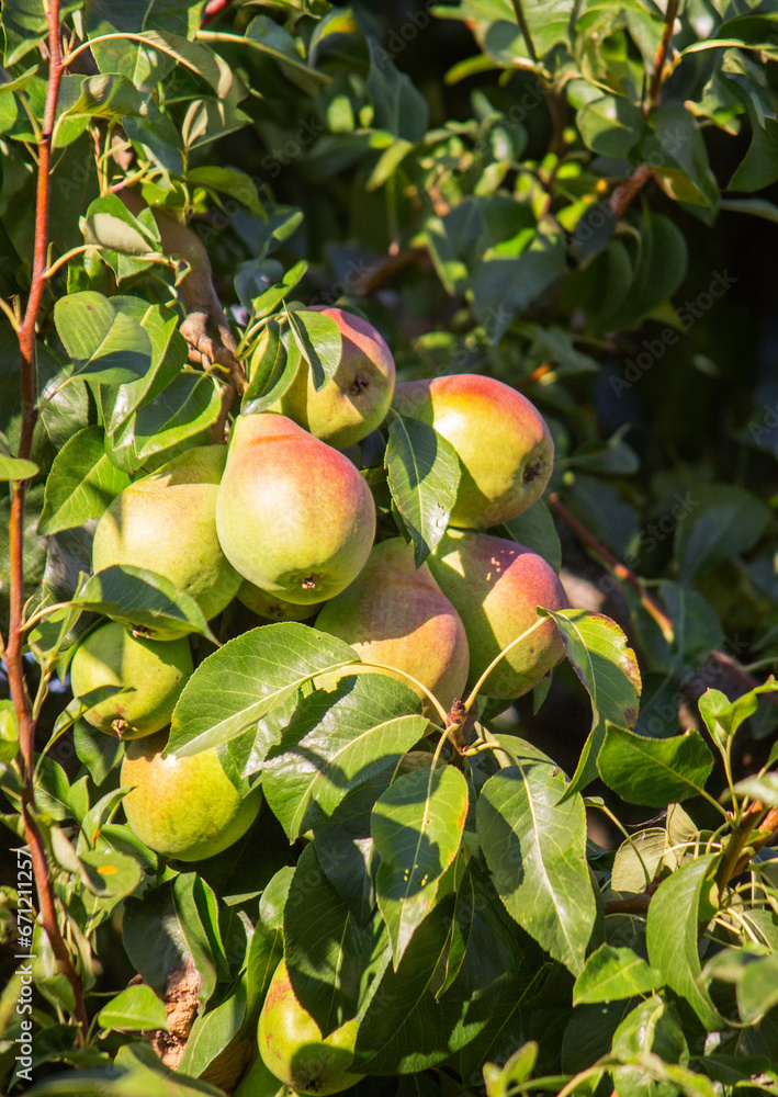 pears grow on a tree, harvest. Selective focus. pears grow on a tree, harvest. Selective focus.