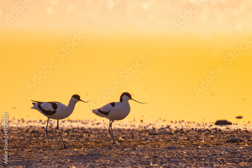 Säbelschnäbler im Sonnenuntergang photo