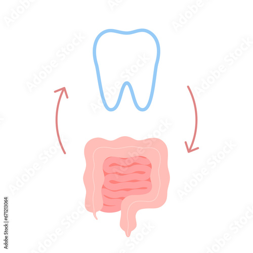 Connection of healthy teeth and intestine. Relation health of human gut and tooth. Digestion and chewing unity. Vector