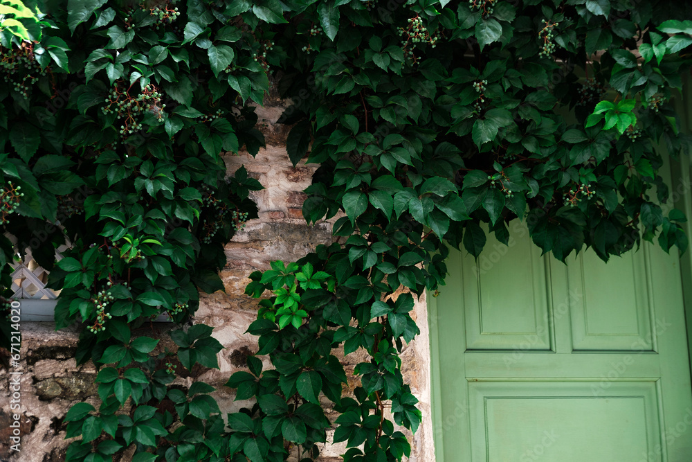 cozy street view of the olive green color wooden door in the stone wall covered with wild grape and ivy climber plants, fresh sun shelter mood in hot summer cozy street view of the olive green color wooden door in the stone wall covered with wild grape and ivy climber plants, fresh sun shelter mood in hot summer
