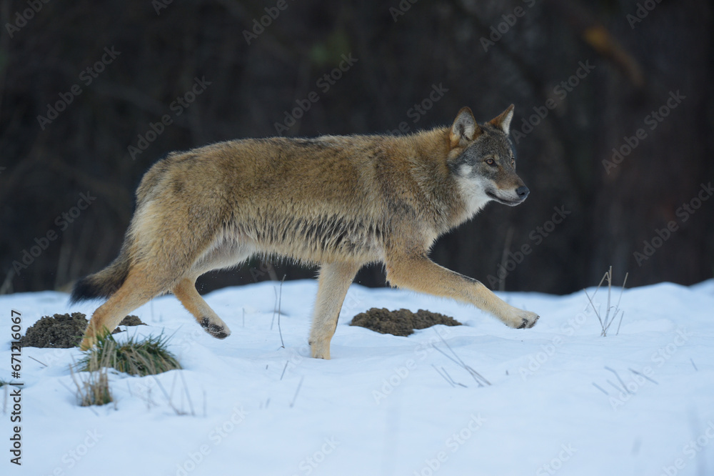 Obraz premium nature 