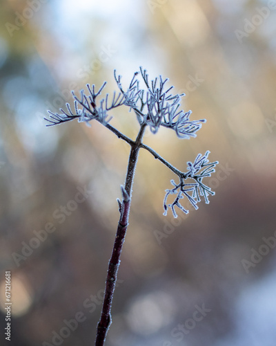 Frozen branch during sunset