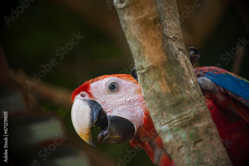 AMAZON PARROT