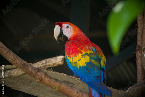 AMAZON PARROT