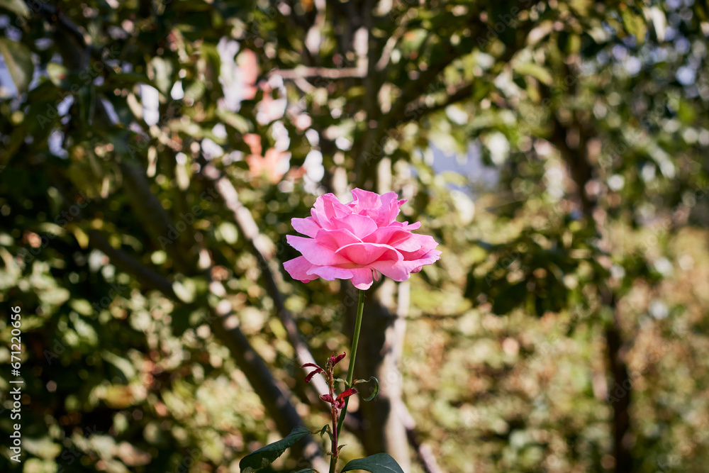 Beautiful Flower Pink Rosa chinensis