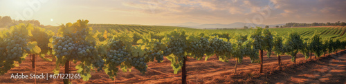 Vineyards at sunset, bunches of ripe grapes, a banner.