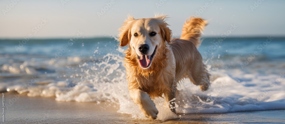 A beach scene where a retriever happily frolics and enjoys playing
