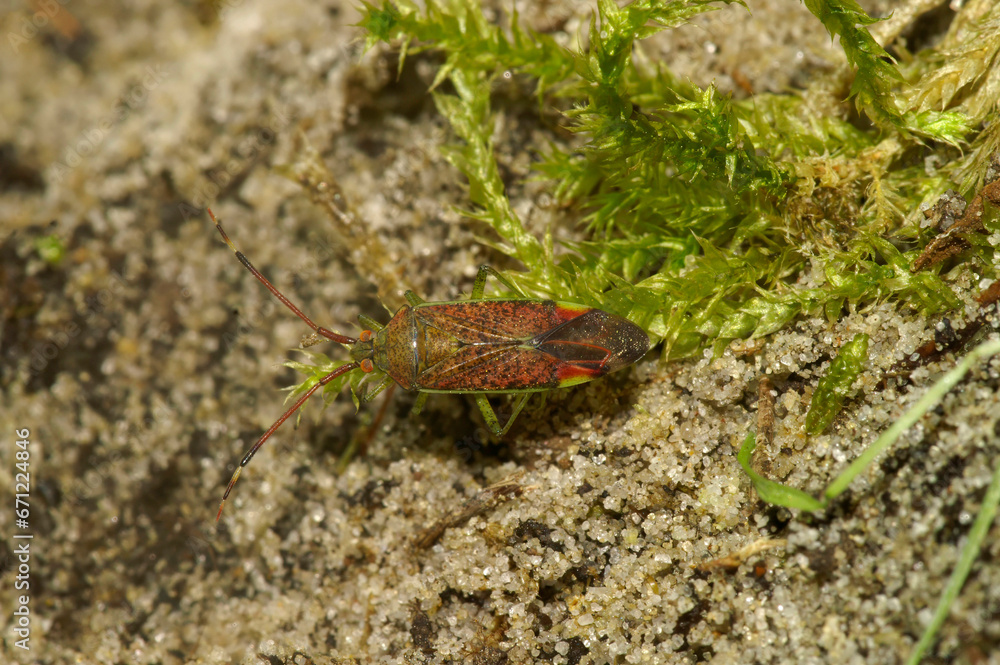 Closeup on a colorful mirid plant bug, Pantilius tunicatus walking on the ground Closeup on a colorful mirid plant bug, Pantilius tunicatus walking on the ground