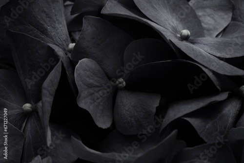 Macro soft focus Black hydrangea flower nature background. #671227049