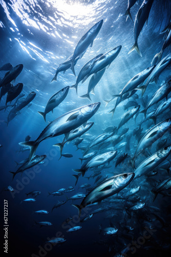 A swarm of fish swimming, focus on the formation. Vertical photo