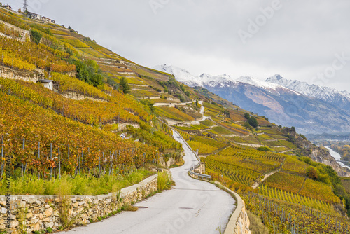 road in the vineyards photo