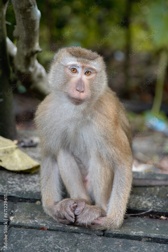 monkey sitting 