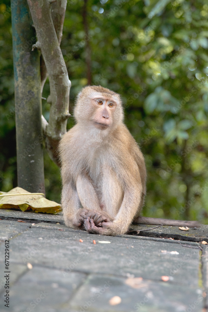 Fototapeta premium monkey