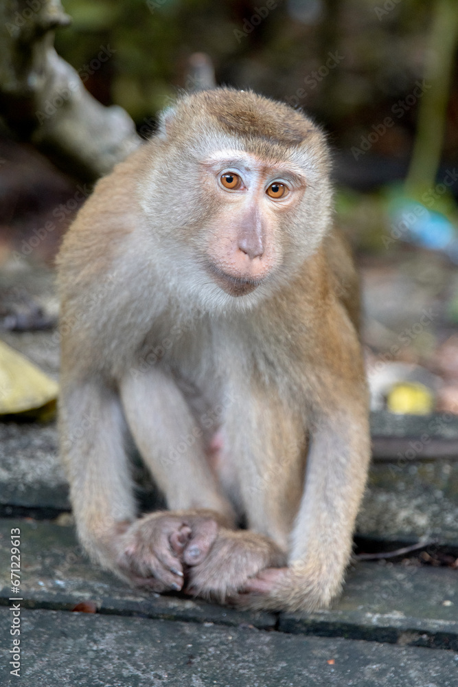 monkey monkey