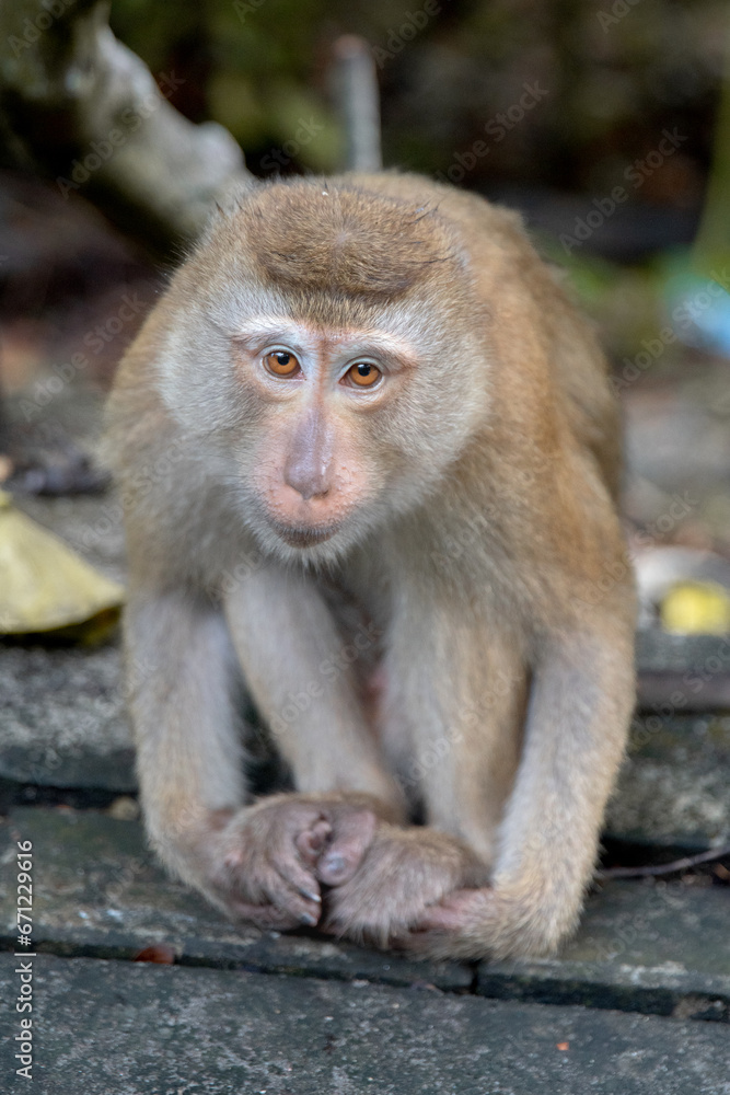 curious monkey