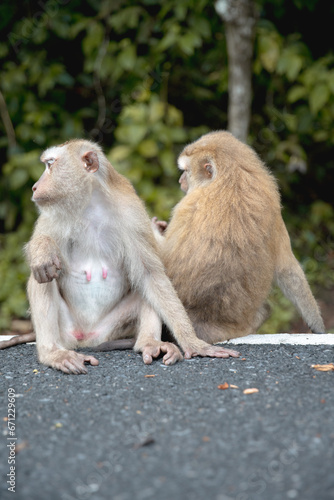 two monkeys sitting 