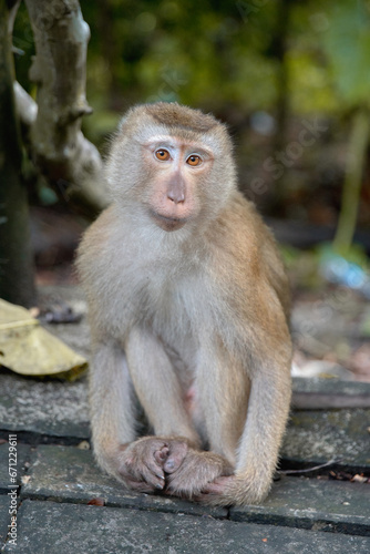 monkey sitting 