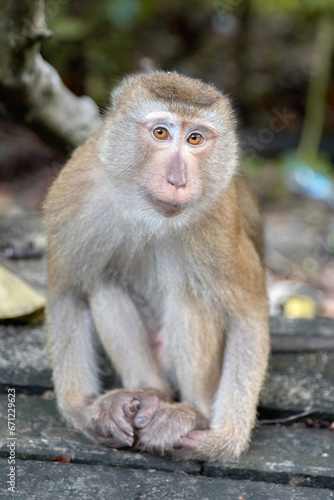 singe en thailande © yacine