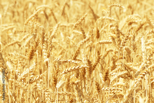 Close-up of a cereal field on a clear sunny day with shallow depth of field.