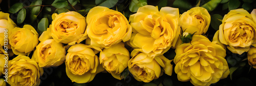 Beautiful yellow roses as a background, top view, close up. Generative AI.