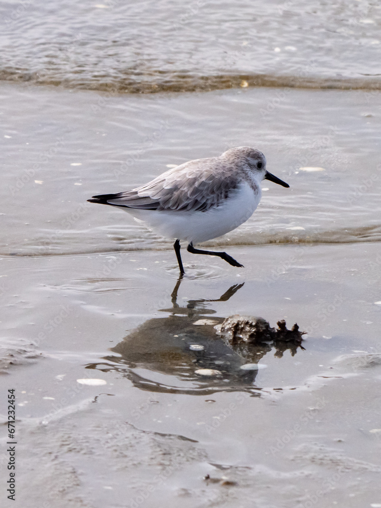 Sanderling Sanderling