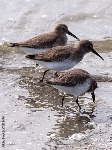 Dunlin