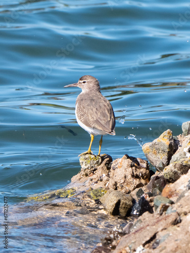 Spotted sandpiper.