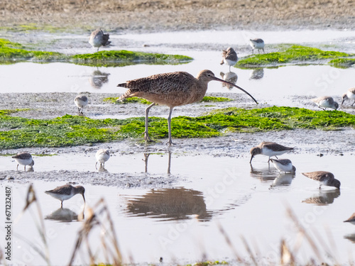 Curlew and friends on beach