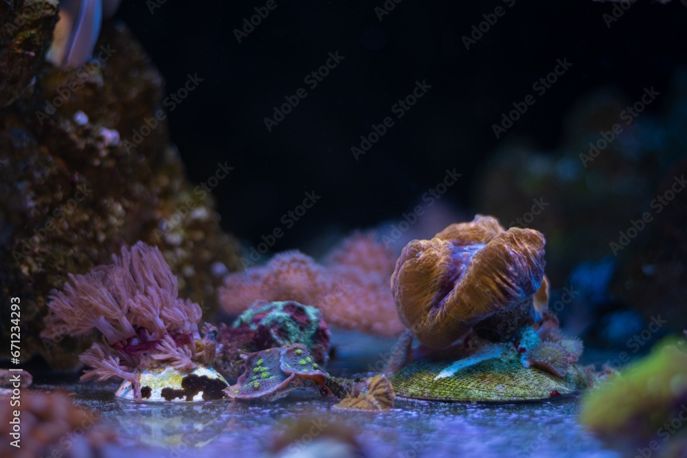 LPS lobed brain coral in stress, giant anthelia frag, animal in live