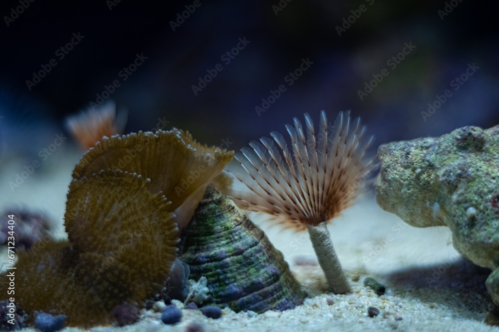 feather duster worm move tentacles in circular flow, animal hunt for