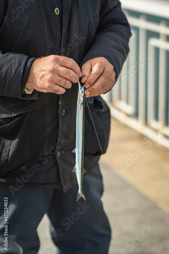 Garfish in hands of fisherman. Fish is thin and long, like needle